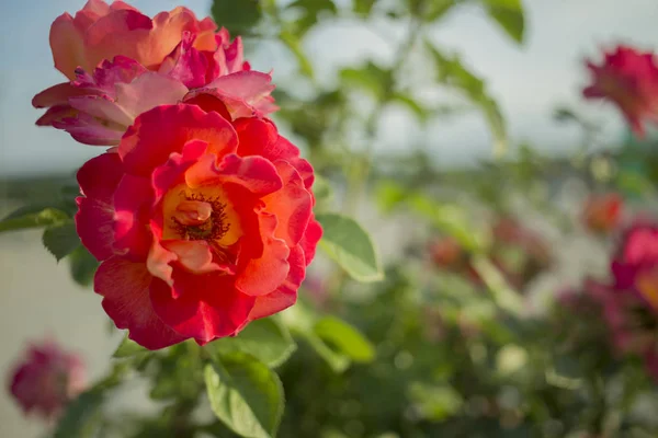 Beautiful Red Rose Gift Card Rose Located Blurred Background — Stock Photo, Image