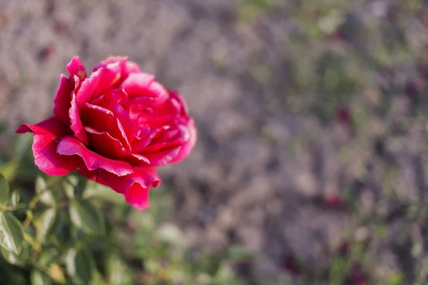 Vakker Rød Rose Til Gavekort Rosen Ligger Utydelig Bakgrunn – stockfoto