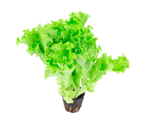 Zengin Hydroponic Yeşil Salata Close Beyaz Bir Arka Planda Izole — Stok fotoğraf