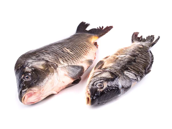 Close-up of couple common carps different sizes. It is isolated in a white background. — Stock Image Close Couple Common Carps Different Sizes Isolated White Background Royalty Free Stock Photos