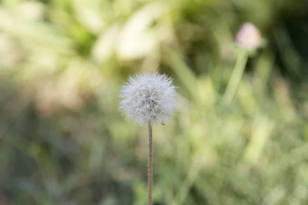 Une Seule Fleur Pissenlit Dans Prairie Fond Est Flou Gros — Photo