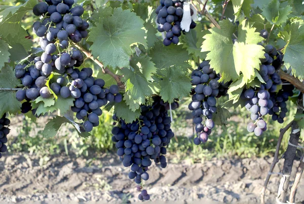 在摩尔多瓦共和国的美丽的葡萄园的看法 葡萄汁串 — 图库照片