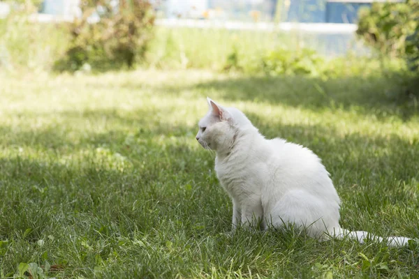 Gatinho Branco Encantador Sentado Grama Close — Fotografia de Stock