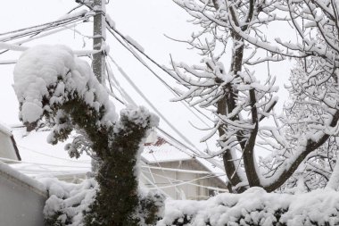 Güzel kış günü kentidir. İlk kar kaplı ağaçlar.
