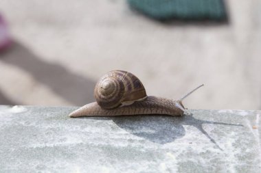 Çok sevimli salyangoz seramik üzerinde kayıyor. Arka plan bulanık. Yakın çekim.