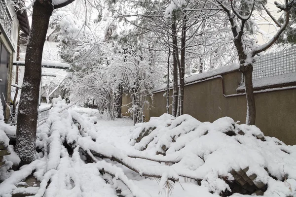 美丽的冬日在城里 第一棵积雪覆盖的树木 — 图库照片