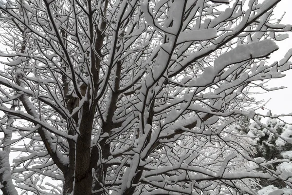 Прекрасный Зимний День Городе Первые Заснеженные Деревья — стоковое фото