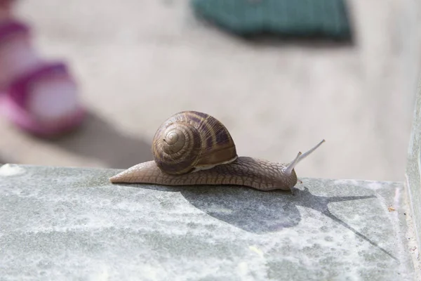 Very Cute Snail Sliding Ceramic Tiles Background Blurred Close — Stock Photo, Image
