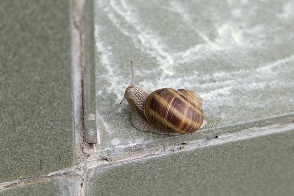 Caracol Muito Bonito Está Deslizando Telhas Cerâmicas Fundo Está Desfocado — Fotografia de Stock