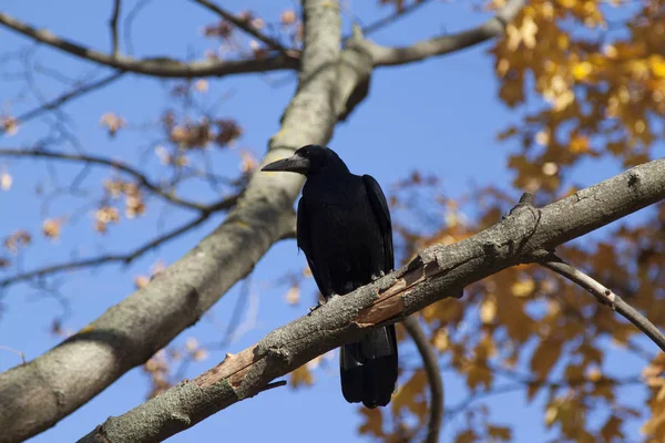 黒い鳥は木の枝に座っています 背景は青空です クローズ アップ — ストック写真