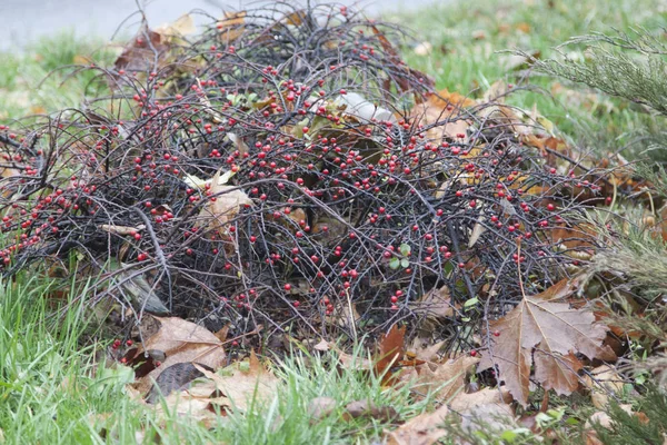 Kale Herfst Heester Met Mooie Rode Bessen Close — Stockfoto