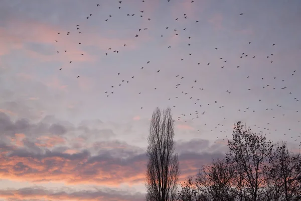 Beautiful sunset and flock of birds in the sky. The autumn landscape in the city.