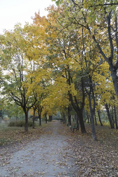 Schöne Herbstsicht Den Parks Von Chisinau Ist Ein Sehr Schönes — Stockfoto