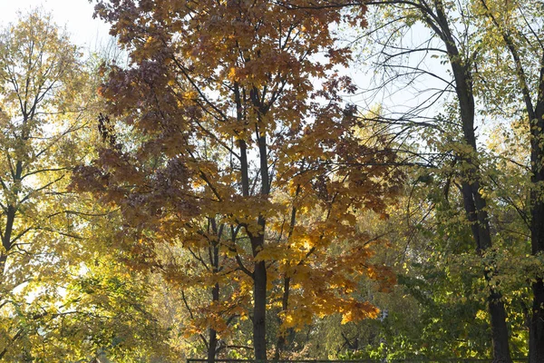 Bela Vista Outono Parques Chisinau Imagem Muito Agradável — Fotografia de Stock