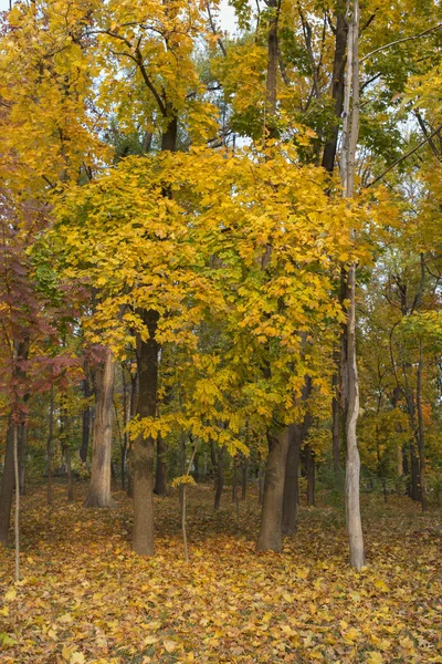 Bela Vista Outono Parques Chisinau Imagem Muito Agradável — Fotografia de Stock