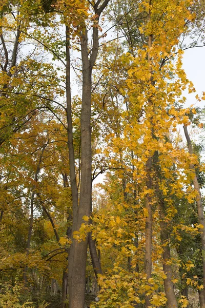 Bela Vista Outono Parques Chisinau Imagem Muito Agradável — Fotografia de Stock