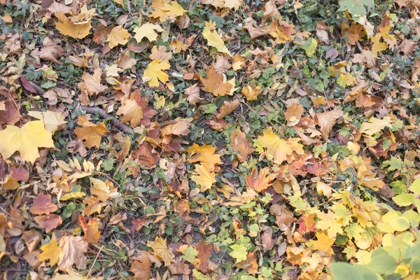 Kırmızı Turuncu Sonbahar Yaprakları Arka Planda Açık Havada Düşen Sonbahar — Stok fotoğraf
