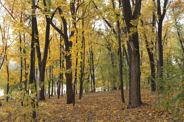 Beautiful Autumn View Parks Chisinau Very Nice Image — Stock Photo, Image