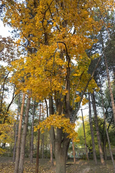 Bela Vista Outono Parques Chisinau Imagem Muito Agradável — Fotografia de Stock