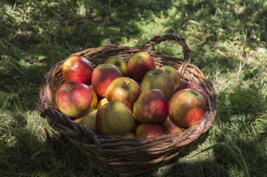 Hasır sepet elma hasat. Bu bir yeşil çimenlerin üzerinde yer almaktadır. Yakın çekim.