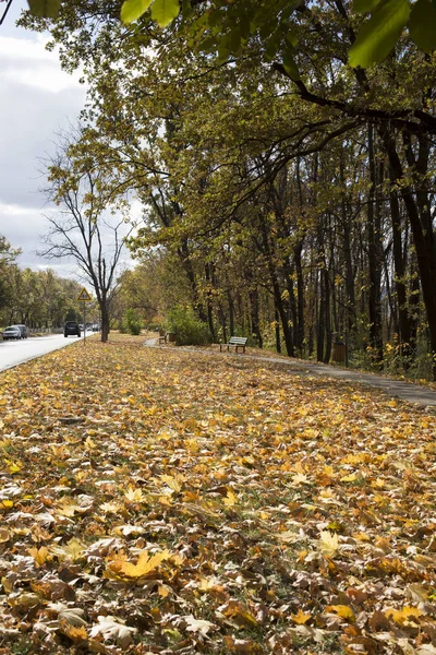 Nádherné Podzimní Dny Městském Parku Silniční Pěší Cesta Podél Podzimní — Stock fotografie