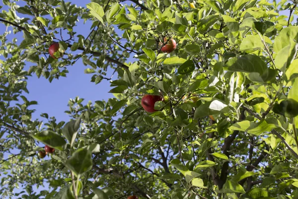 Ogród Piękny Apple Słoneczny Dzień Obraz Ten Może Służyć Jako — Zdjęcie stockowe