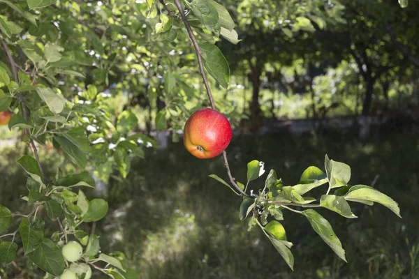 Όμορφη Apple Κήπος Στην Ηλιόλουστη Ημέρα Αυτή Εικόνα Μπορεί Χρησιμοποιηθεί — Φωτογραφία Αρχείου