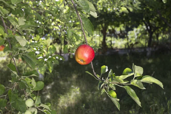 Beautiful apple garden in the sunny day. This image may be used as a background.