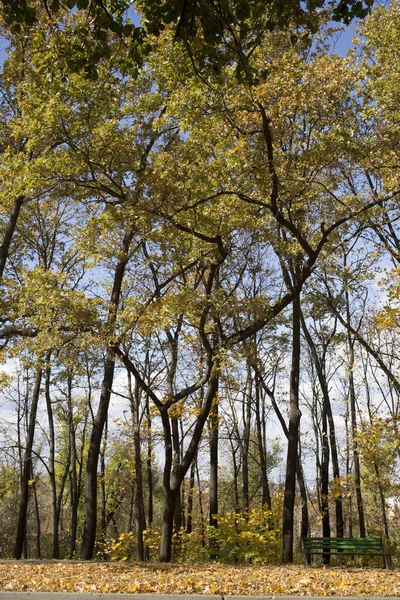 Nádherné Podzimní Dny Městském Parku Temné Kmeny Stromů Podzimním Lese — Stock fotografie