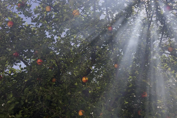 Brouillard Jardin Pommes Dans Journée Ensoleillée Cette Image Peut Être — Photo