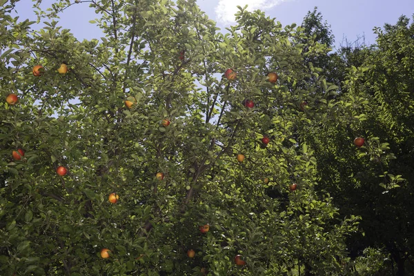 Ogród Piękny Apple Słoneczny Dzień Obraz Ten Może Służyć Jako — Zdjęcie stockowe
