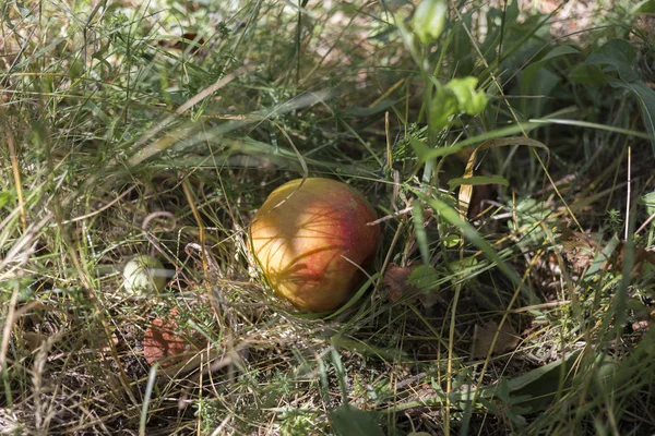 Moget Äpple Ligger Ett Gräs Närbild — Stockfoto