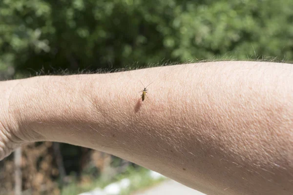Goldish Beetle Sitting Hand Background Blurred Close — Stock Photo, Image