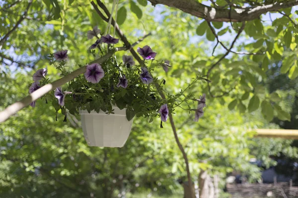 Flores Ampollosas Maceta Casa Del Jardín Primer Plano — Foto de Stock