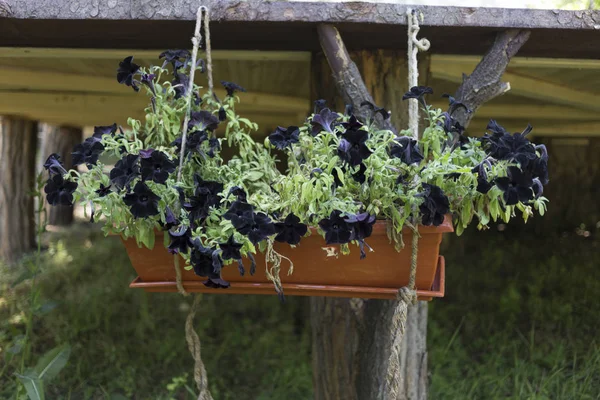 庭の家の植木鉢に花を Ampelous クローズ アップ — ストック写真