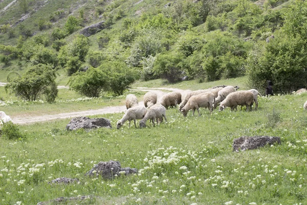 Her Bir Yeşil Alanda Karşı Karşıya Koyun Güzel Kırsal Peyzaj — Stok fotoğraf
