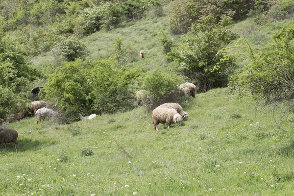 Schapen Tegenover Elkaar Een Groene Veld Prachtige Landelijke Lanscape — Stockfoto