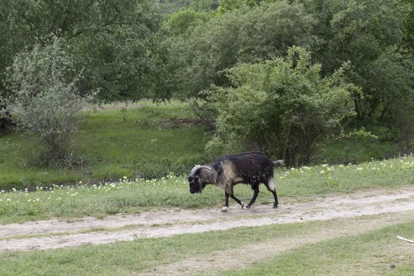 Old Goat Going Road Home Beautiful Rural Landscape — Stock Photo, Image