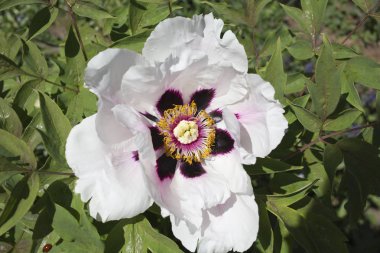 Treelike bir şakayık tomurcuğu kapatın. Yeşil yaprakları kökenli.