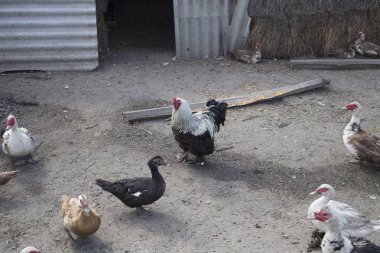Horoz Misk ördekleri kuşlar bahçedeki arasındadır. Top yakın çekim görünümünü.