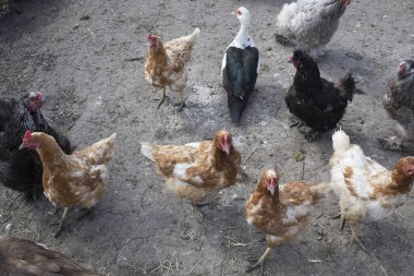 Misk ördeği kuşlar bahçedeki tavuklar arasındadır. Top yakın çekim görünümünü.