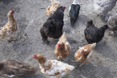 Farklı renkler tavukları kuş bahçesinde bulunmaktadır. Top yakın çekim görünümünü.