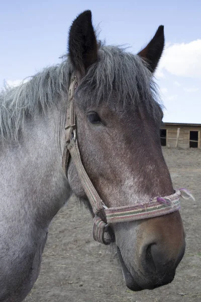 Kraftfull Belgiska Häst Stående Moldaviska Fält Närbild — Stockfoto