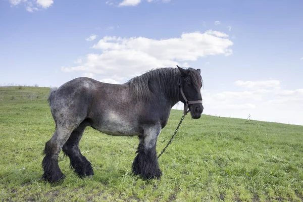 Potente Cavallo Belga Piedi Campo Moldavo Primo Piano — Foto Stock