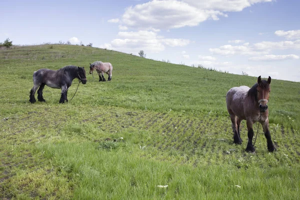 Potente Cavallo Belga Piedi Campo Moldavo Primo Piano — Foto Stock