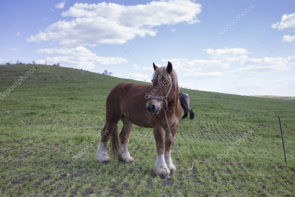 Powerful Belgian horse standing in moldavian field. Close-up.