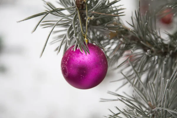 Bola Carmesí Navidad Una Rama Pino Primer Plano — Foto de Stock