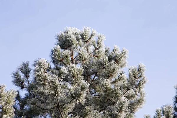 一根松树树枝上都覆盖着白霜 背景是蓝天 — 图库照片