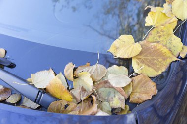 Kuru sonbahar üzerinde parlak mor araba çıkar. Yakın çekim.