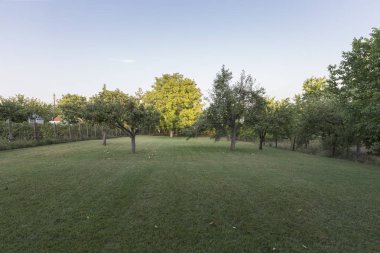 Armut ağaçları ve elma ağaçları ile çim. Evin penceresinden görüntülemek.